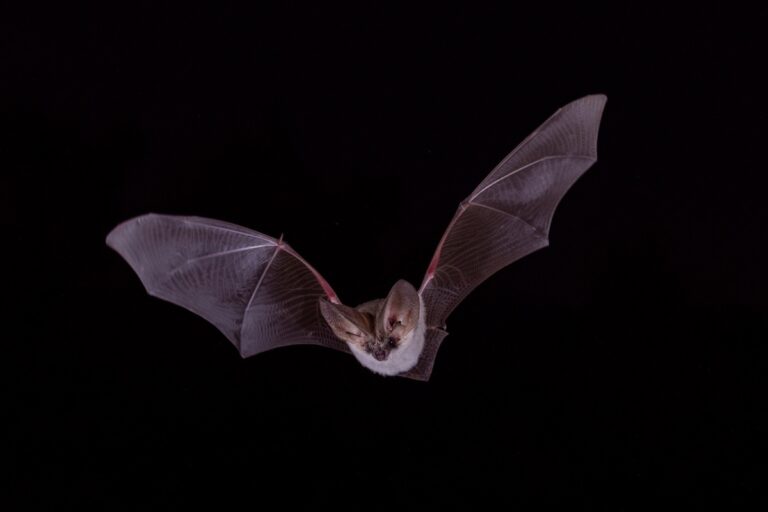 Grey Long Eared Bat