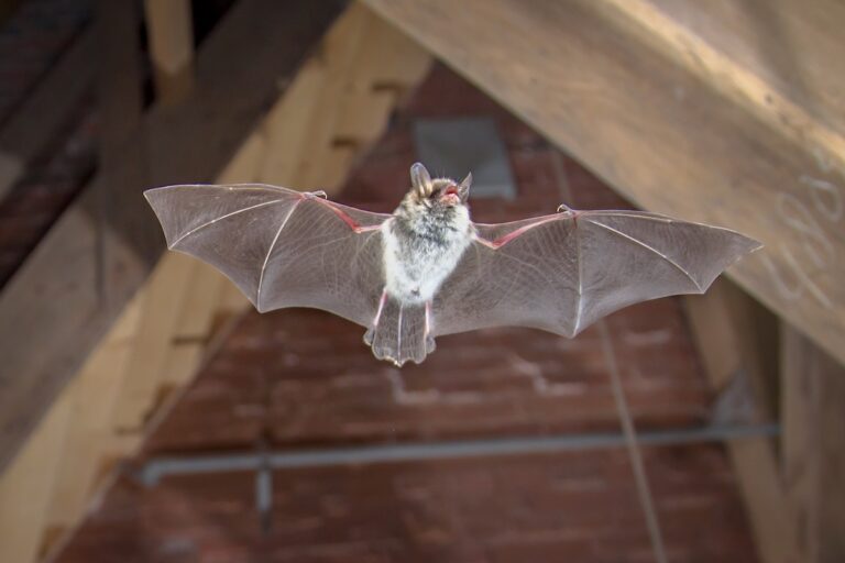 Flying Natterer's bat (Myotis nattereri) action shot of hunting animal on wooden attic of city church.