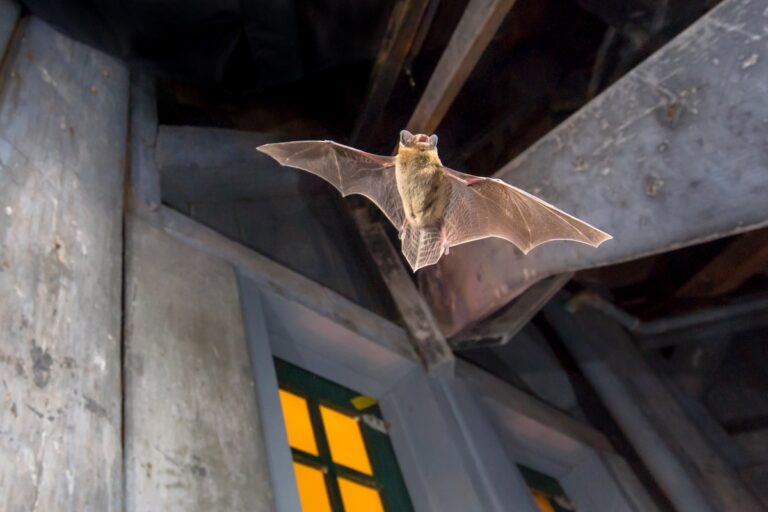 Flying Pipistrelle bat (Pipistrellus pipistrellus) action shot of hunting animal on wooden attic of city church. This species is know for roosting and living in urban areas