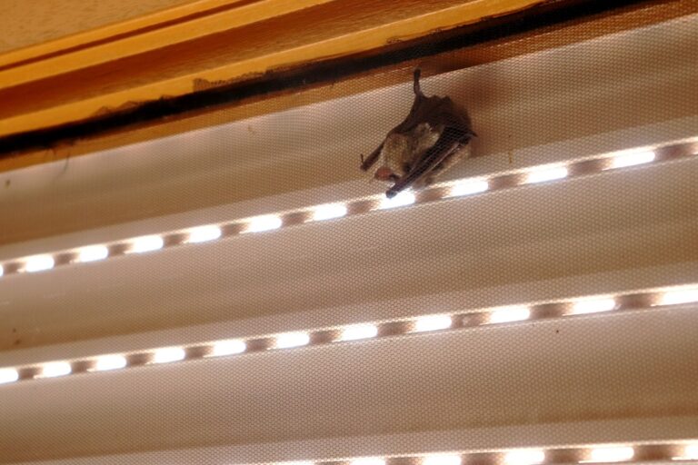 A bat sleeping in a window of a house; hanging on the screen by a foot.