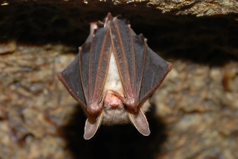 bat-pest-control-wisconsin