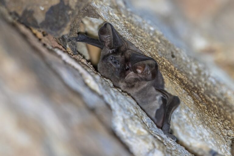 European free-tailed bat (Tadarida teniotis) roosting in stone ceiling of a road tunnel.