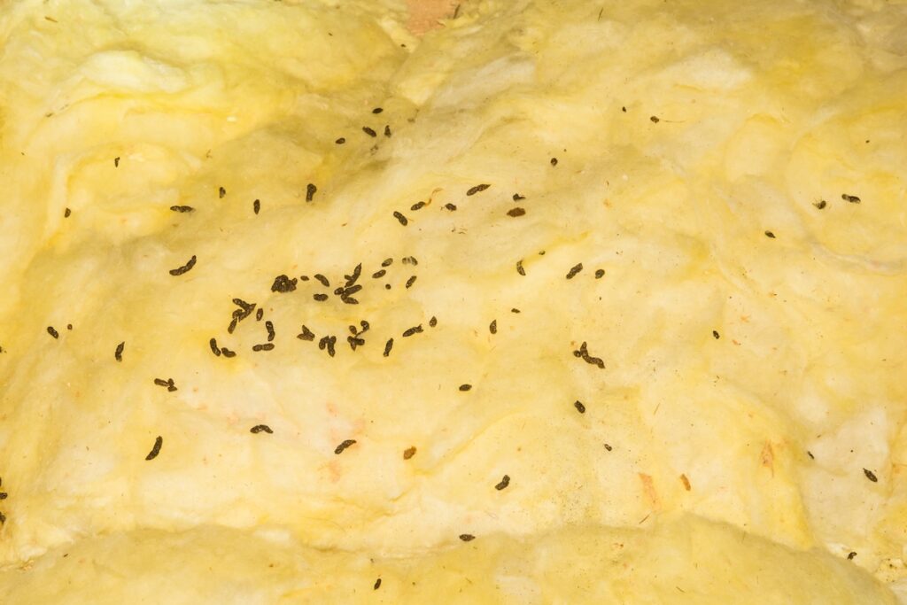 Bat Feces on Attic Insulation