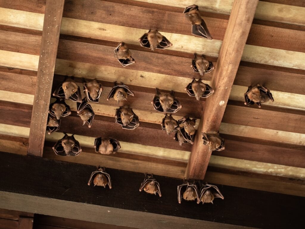 group of bats hanging from attic ceiling