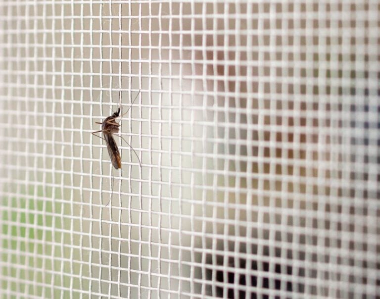 mosquito on insect net wire screen close up on house window