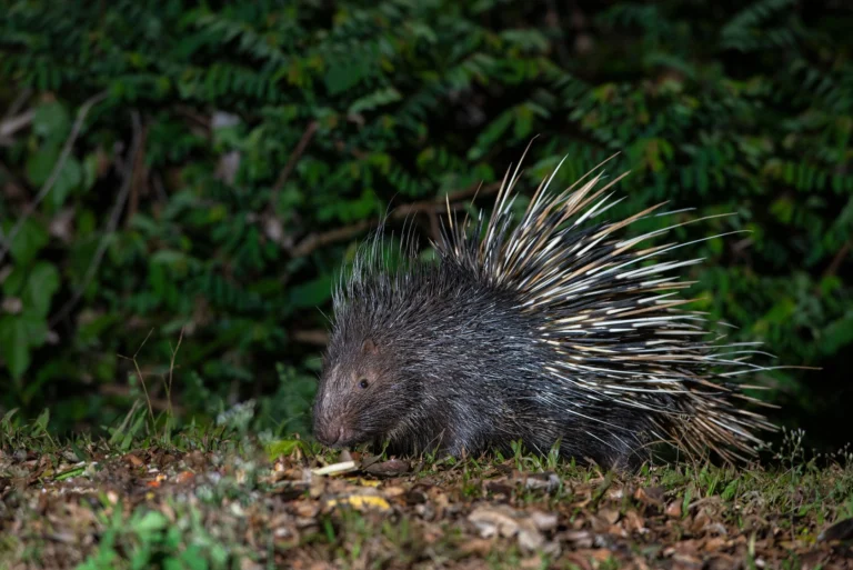 porcupine in the woods