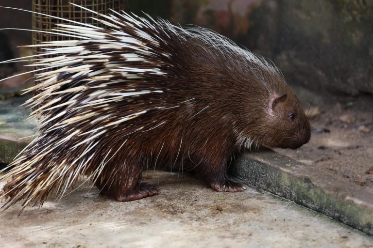 porcupine near home