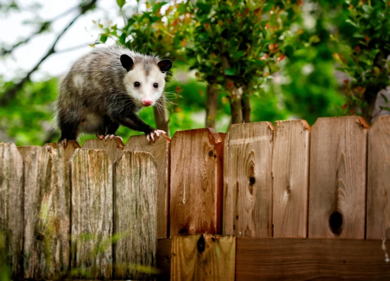 possum walking along a fence