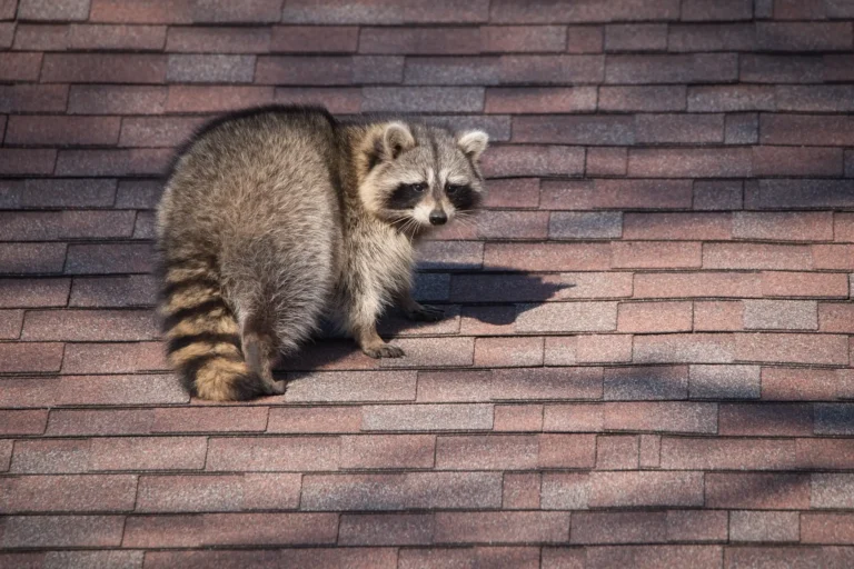 raccoon on a roof