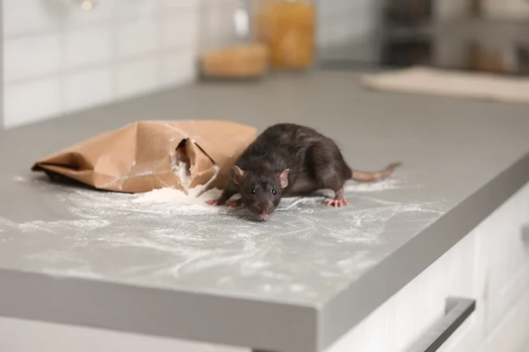 rat on ktichen counter