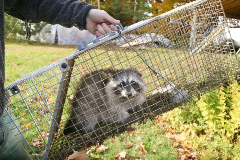 safe removal of raccoons