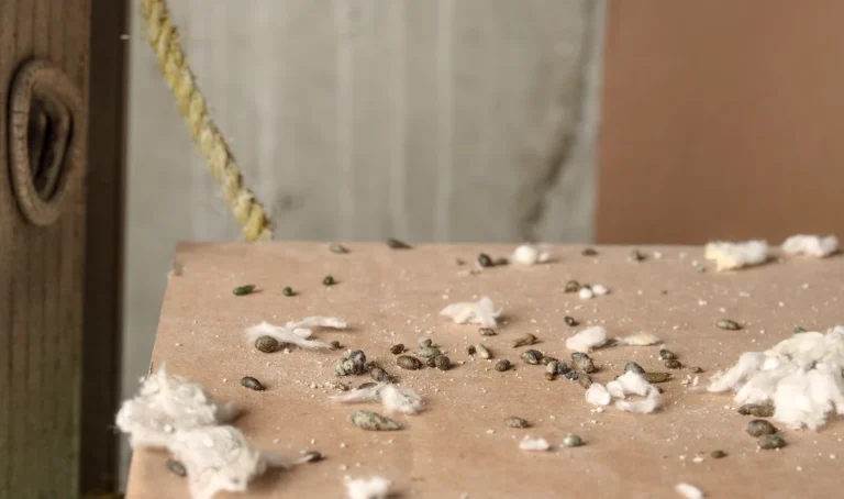 signs of rat infestation