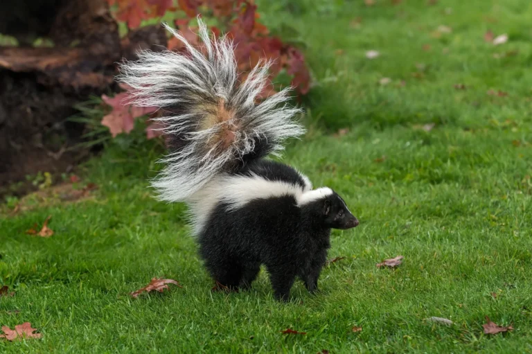 skunk in persons backyard