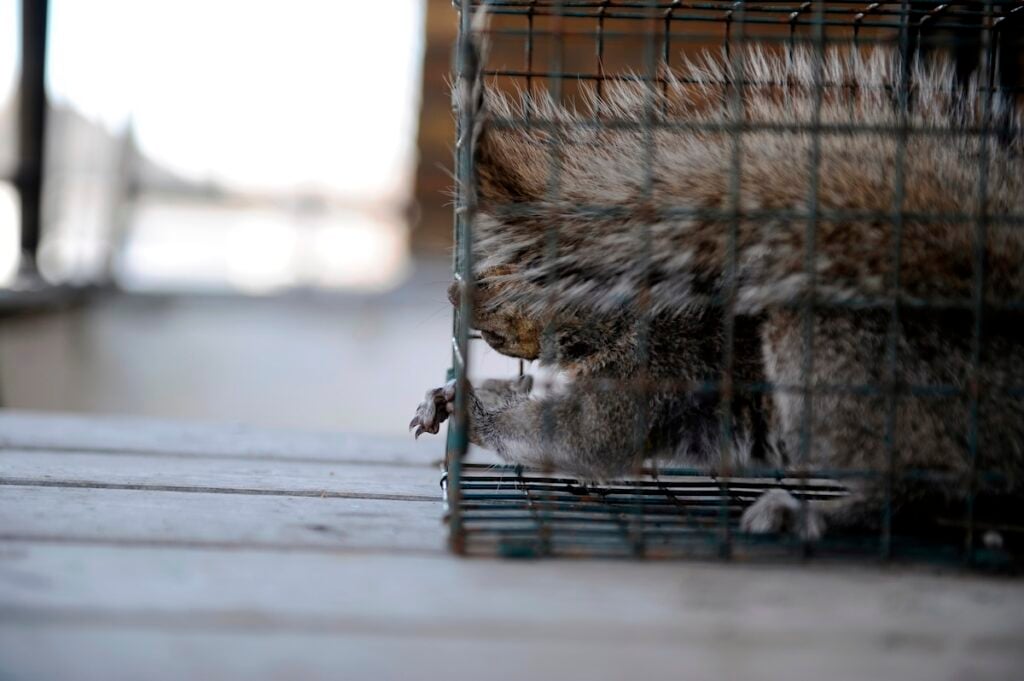 Squirrel in humane trap biting side of cage