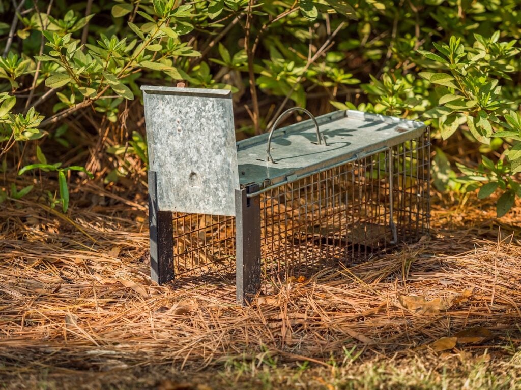 humane live trap