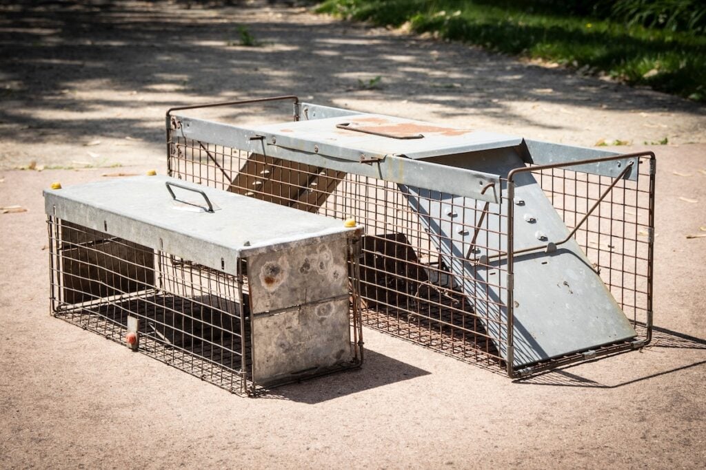 rodent traps in two sizes
