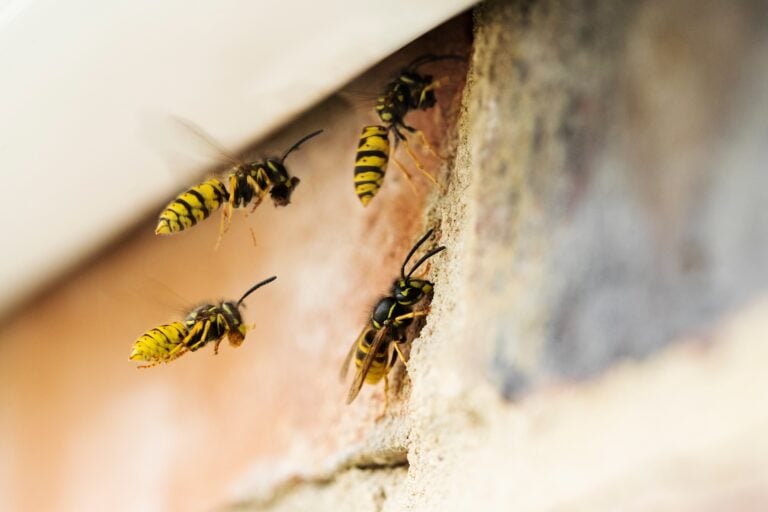 Wasps Causing Problem By Building Nest Under Roof Of House