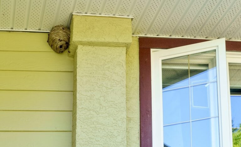 wasp nest under eaves beside window on house