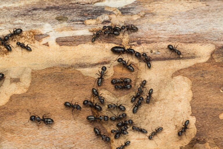 Likely carpenter ants Camponotus pennsylvanicus.