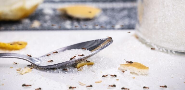 ants on sugar spoon on the table, insect infestation in the kitchen