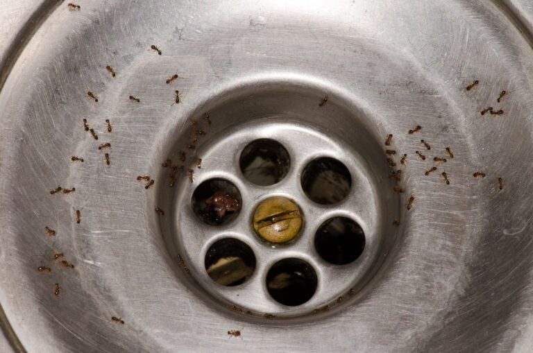 ants in sink drain