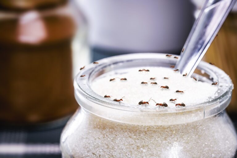 red ants eating sugar inside an open jar, poor hygiene, ants indoors, dirt and poor hygiene