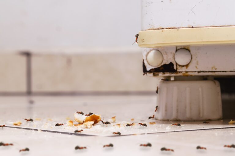 sweet ants eating sugar and crumbs on the floor, climbing on an old fridge, dirty kitchen, need for home detection