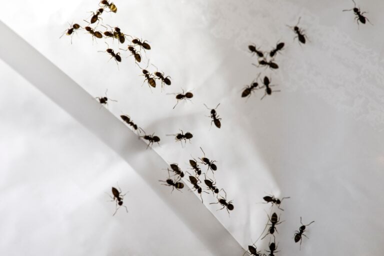 An army of ants marching on the surface of a trash bag