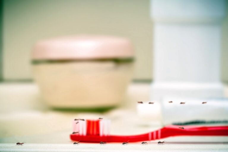 ants inside the bathroom, insect pest problem inside the house. Lack of personal hygiene, risk of contamination by bacteria