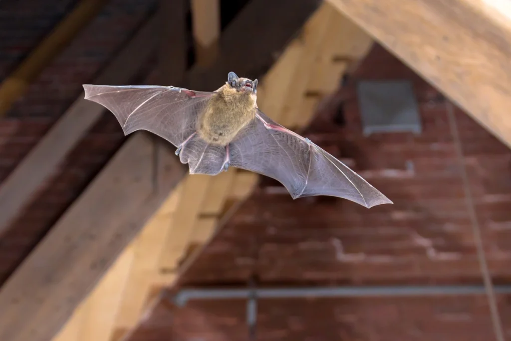 how much does it cost to remove bat