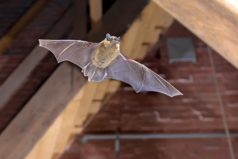 how much does it cost to remove bat