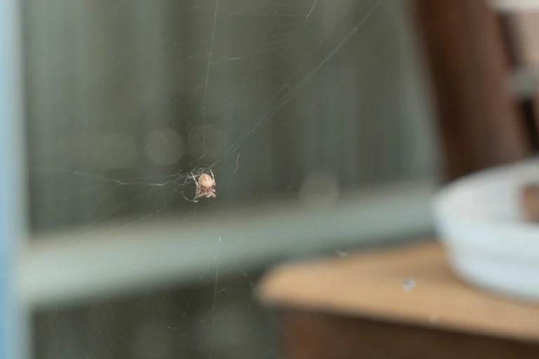 spider removal rice lake