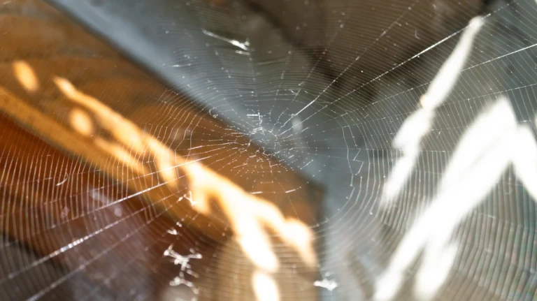 spider pest control- web around the house