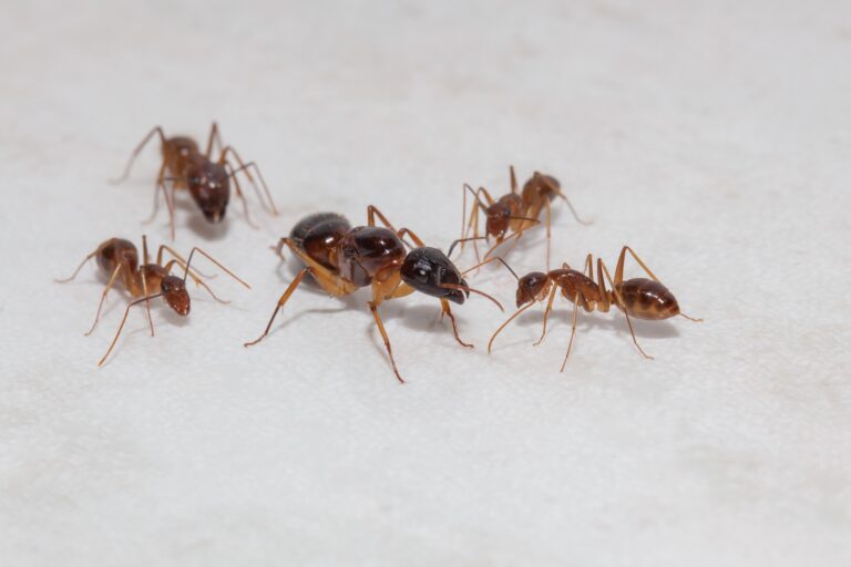 Large queen surrounded by smaller attendants of ant colony