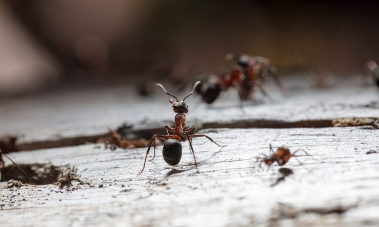 big red forest ant in natural habitat