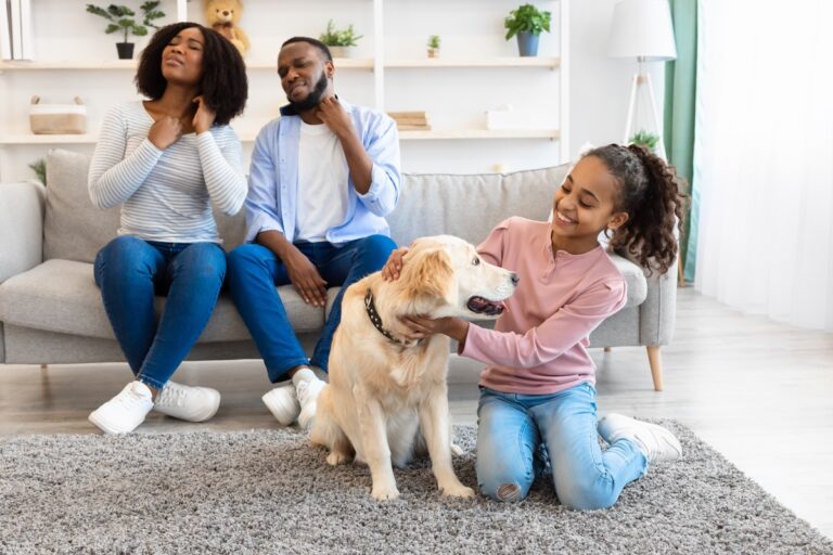 Skin Reactions To Pet Allergy. African American man and woman scratching their itchy necks, suffering from dermatitis caused by their dog, sitting on sofa in blurred background, girl playing with lab