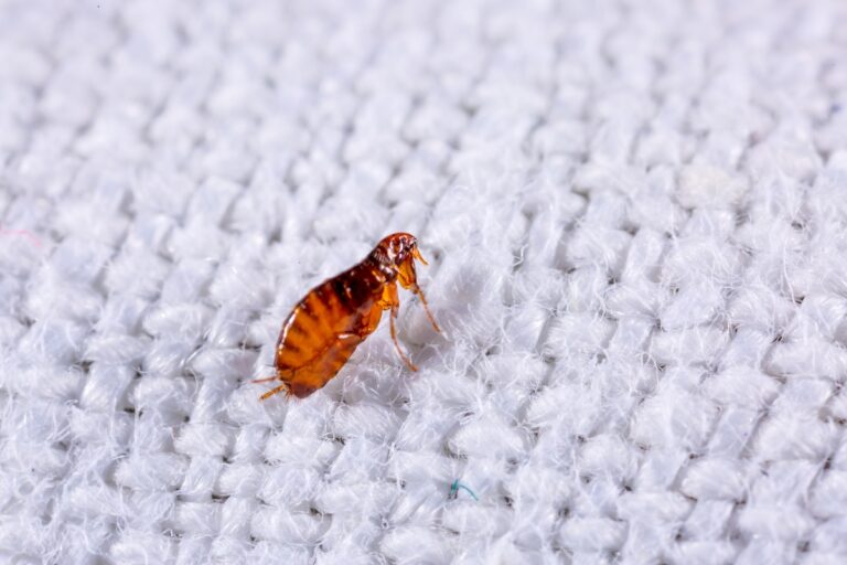 Fleas on a white background close-up. Destruction of parasites in pets. Treatment of premises with insecticides.