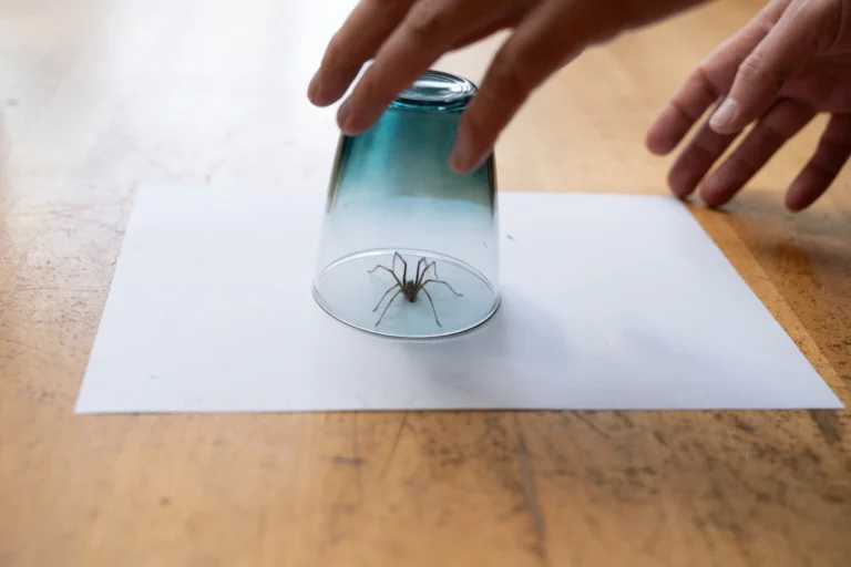 spider pest control in stevens point wi