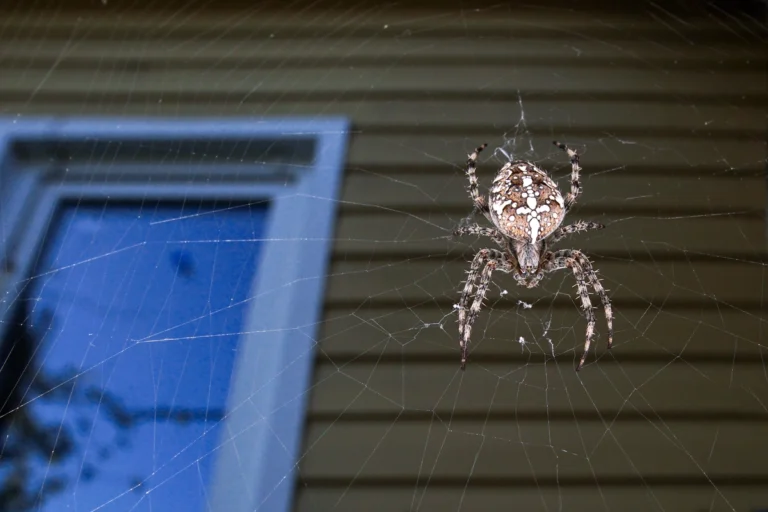 large spider on house exterior- spider removal