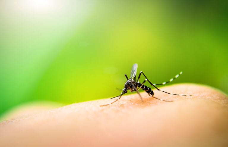 close up of mosquito on skin with a green blurred background