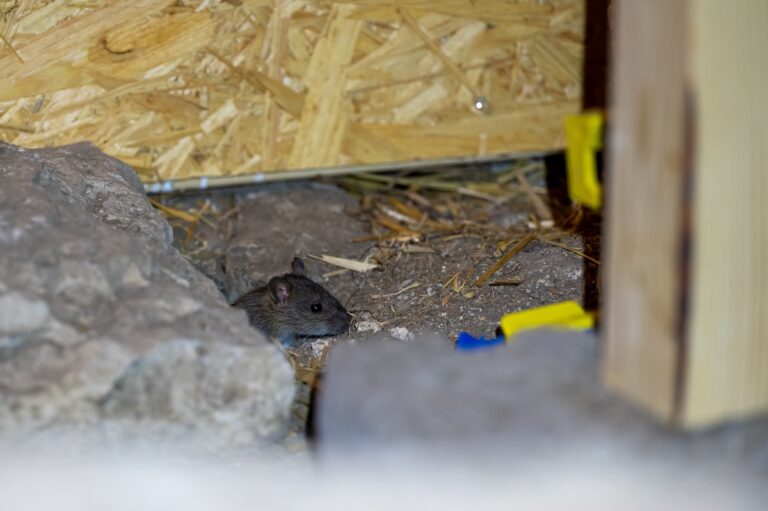 Cute little house mouse near mouse trap in a barn Kumla Sweden March 10 2025