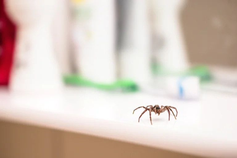 spider removal la crosse - large spider on counter
