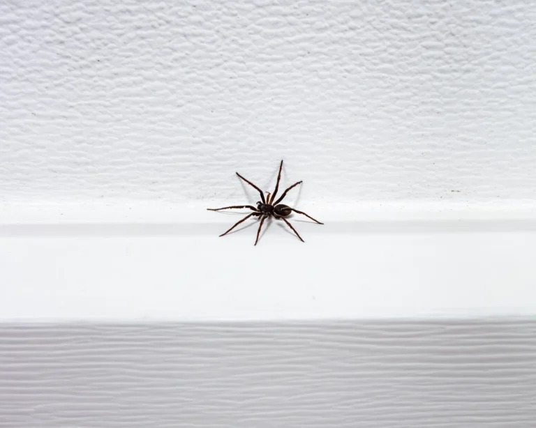 close up to dangerous spider at home