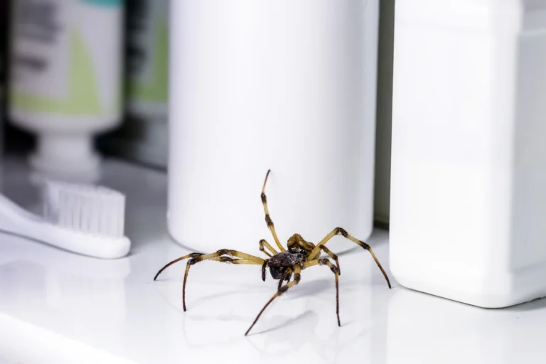 close up to a spider at house