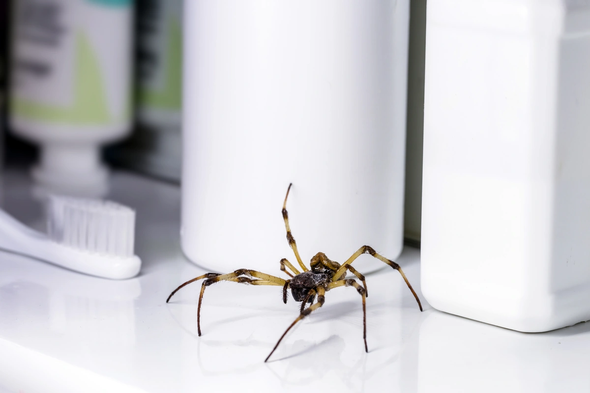 close up to a spider at house
