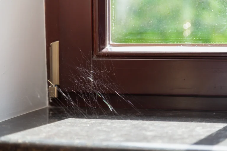 house window with spider web