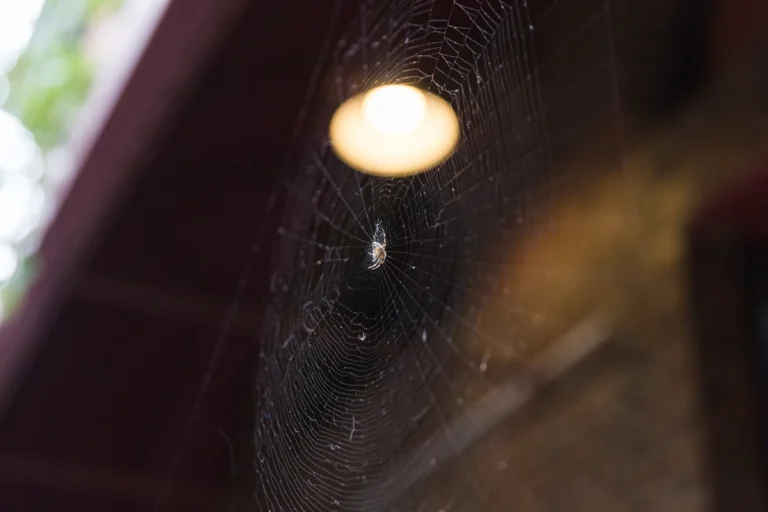 small spider on house exterior - spider pest control