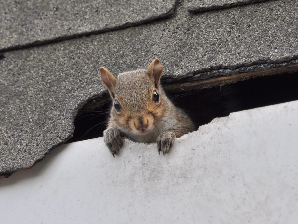 Squirrel in Roof