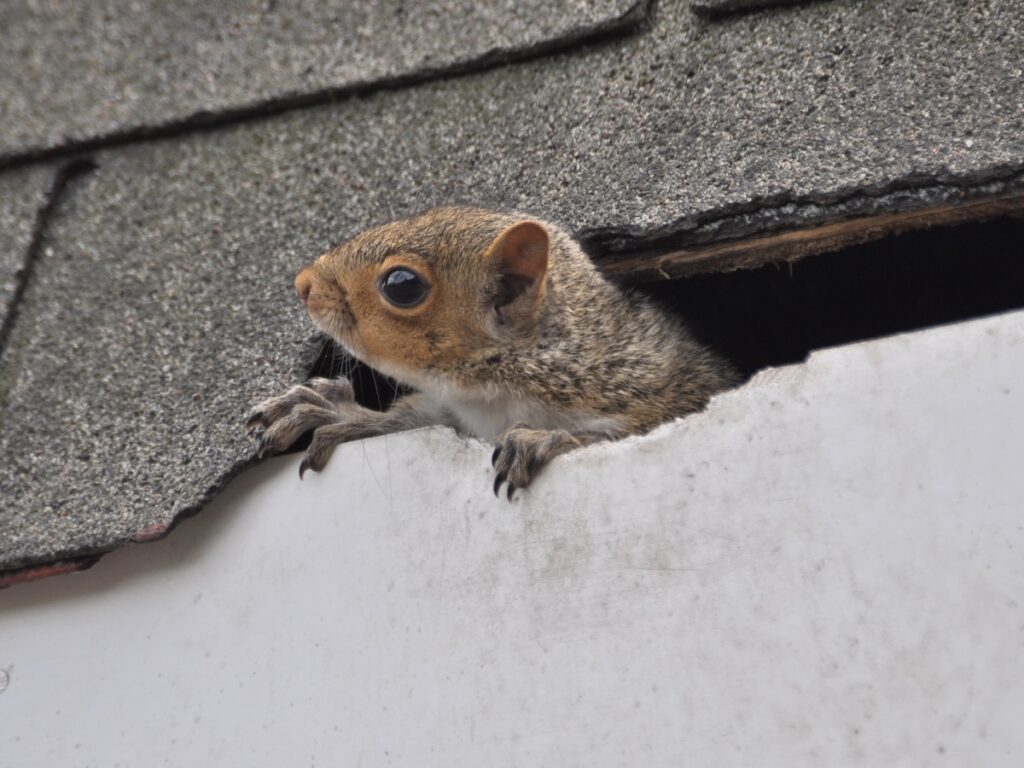 Squirrel Inside Roof