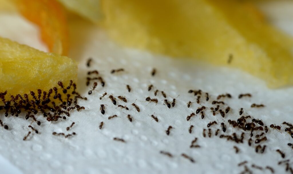 Large numbers from ant colony picking up and transferring food of French fries from a white plate to their colony stores for survival, ants are eusocial, communal, and efficiently organized